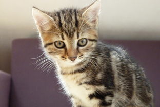 世界上最挣钱的猫世界上最挣钱的猫咪