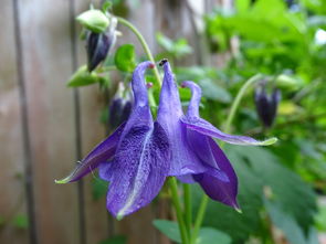 12世界上最稀有的花，这12种花濒临灭绝十分少见世界上最罕见的颜色