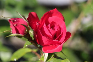 紫荆什么植物，世界上最罕见的紫荆