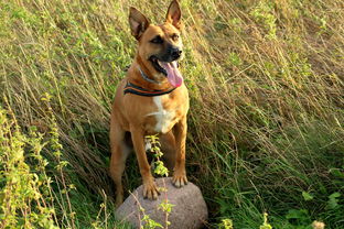 中国最搞笑的傻狗是谁,中国最傻的狗排名