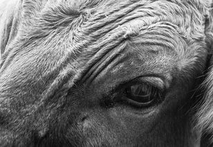 世界十大猛禽图片，世界前十猛牛品种排名图