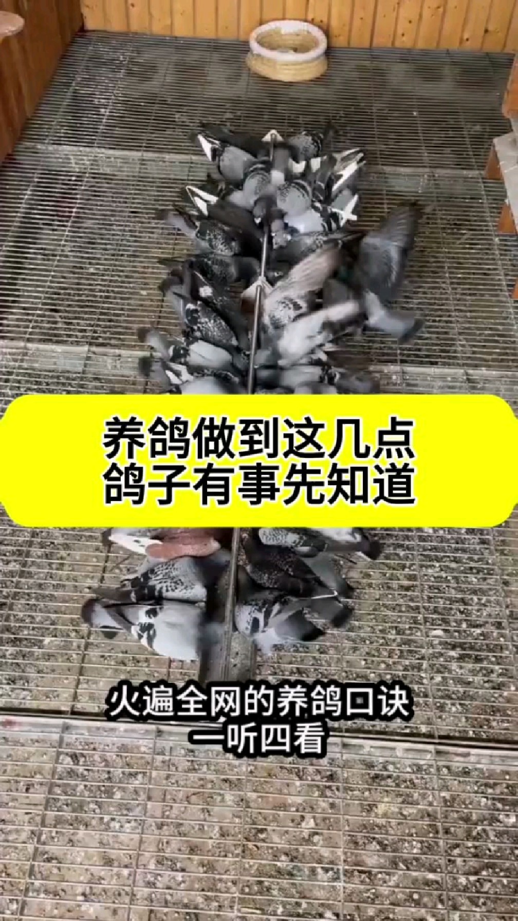 养鸽子赚钱吗,养鸽子赚钱吗好销售吗